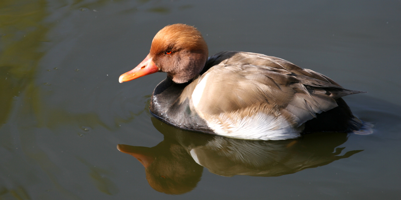 Nette rousse